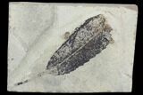 Fossil Leaf (Styrax)- Green River Formation, Utah #99702-1
